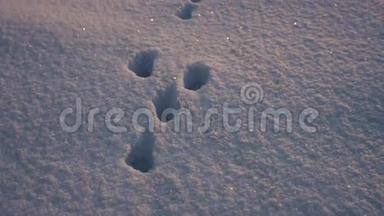 雪地上的兔子脚印